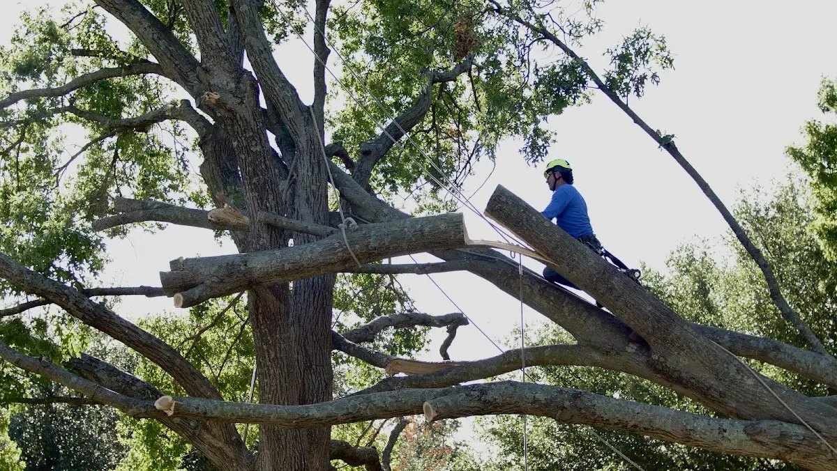 Professional Crown Thinning performed by certified arborists in Cary